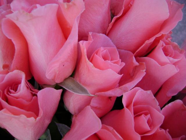 a bouquet of pink roses that are blooming