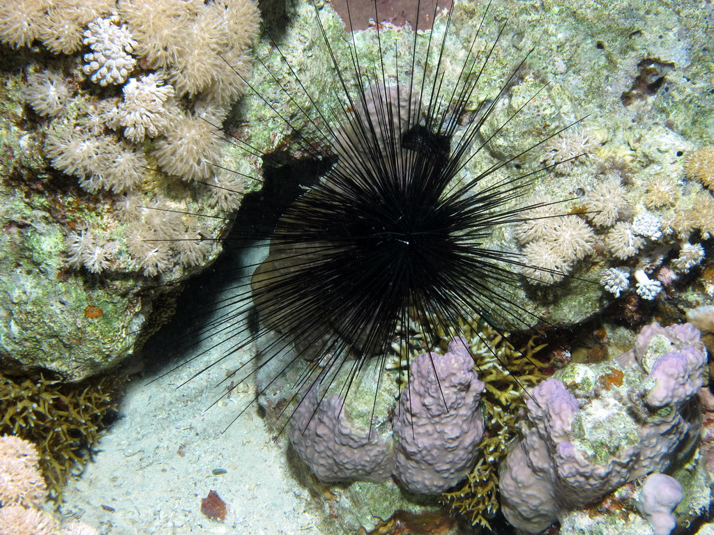 an underwater scene of various colored corals and plants