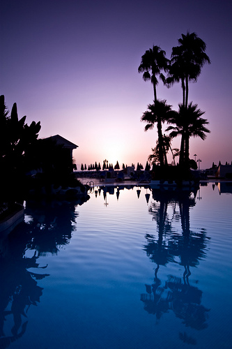 a tropical swimming pool with palm trees at sunset