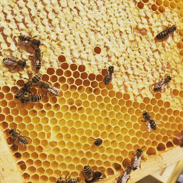 many bees on honey cells in an enclosure