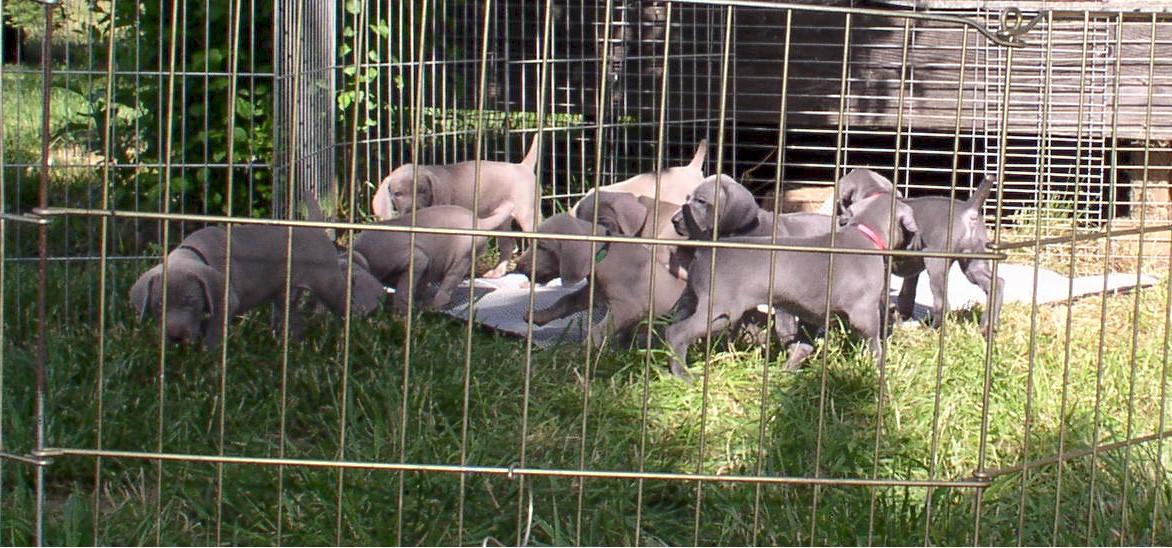 four dogs laying in a pen with the grass looking all green