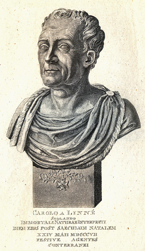 an old drawing of a bust of an ancient man