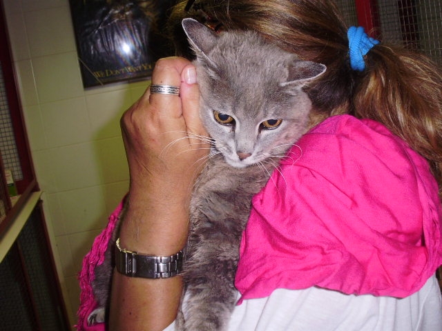 a woman is holding a gray cat with a blue ribbon on its neck