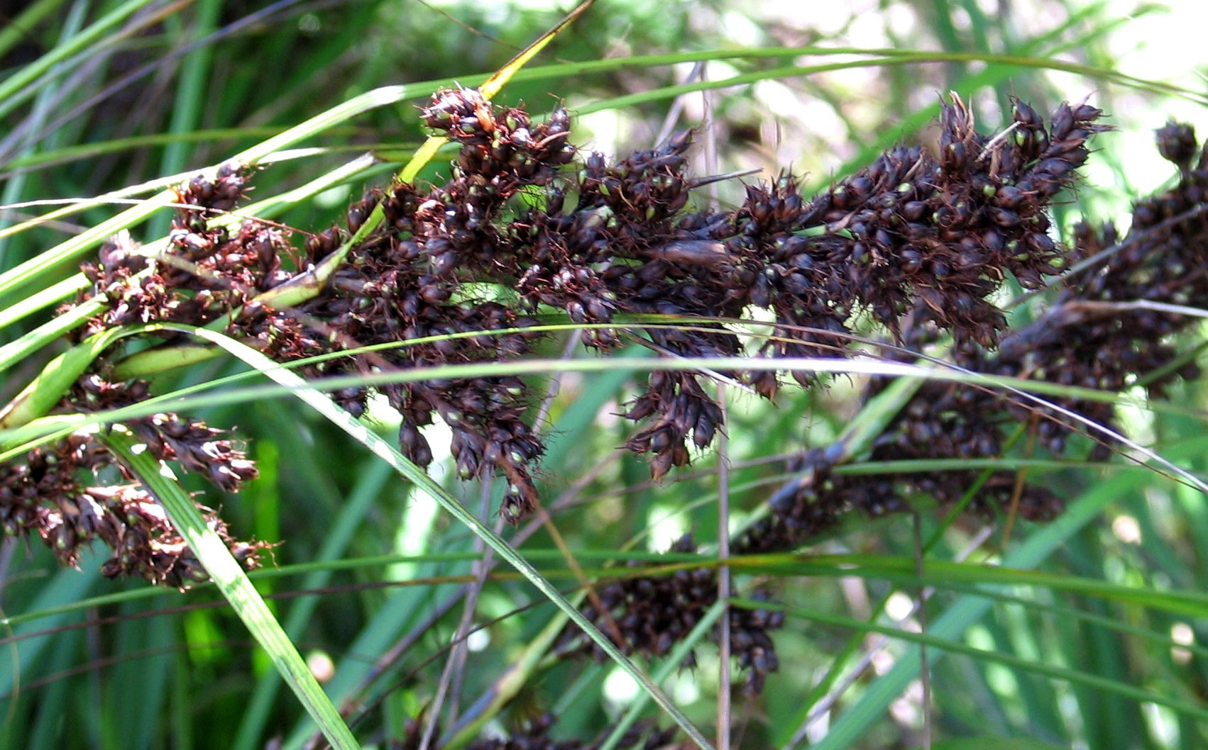 small brown flowers hang off the side of a grass plant