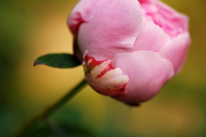 an odd looking flower that has been partially bloomed