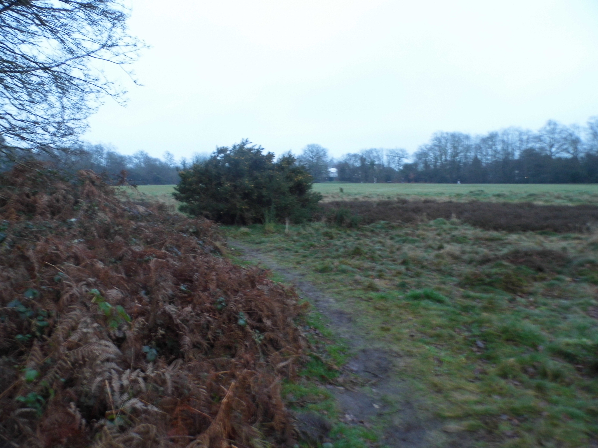 a dirt path through a field and bushes