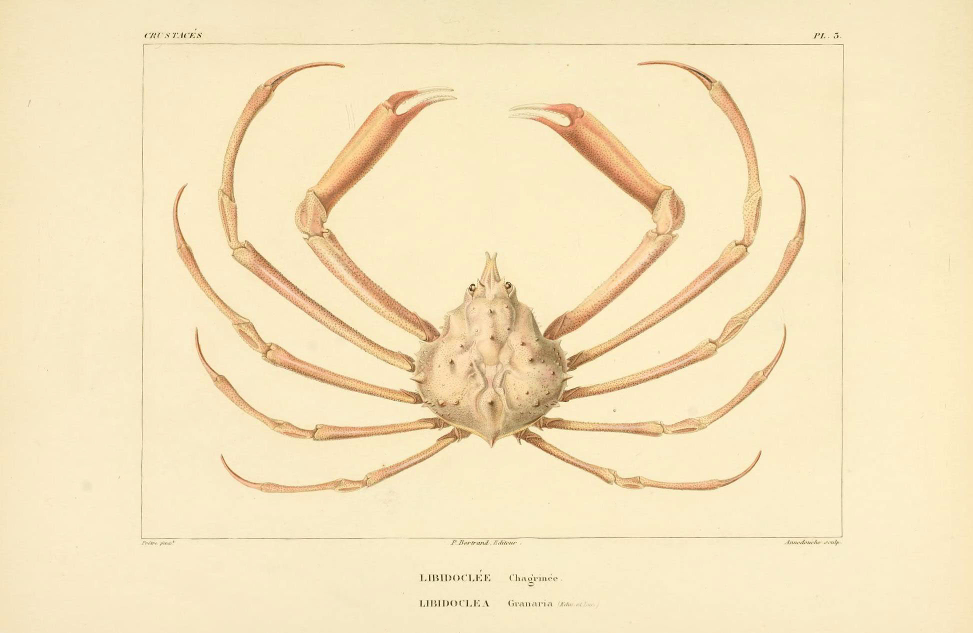 an antique illustration of a crab showing the back