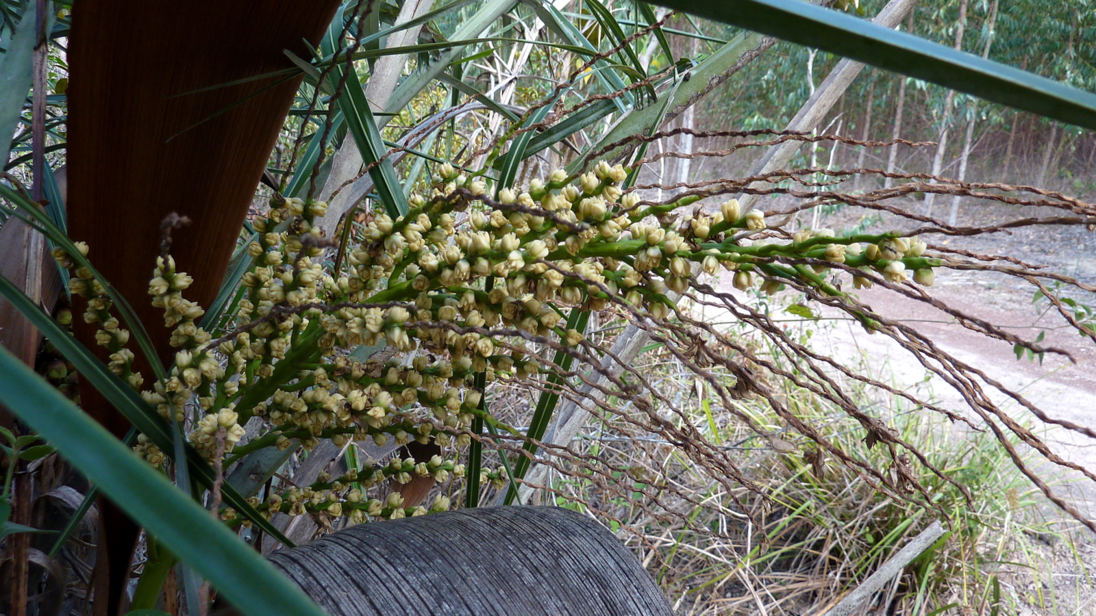 some kind of flower growing in an area with wood