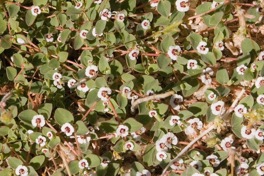 several small white flowers in some green plants