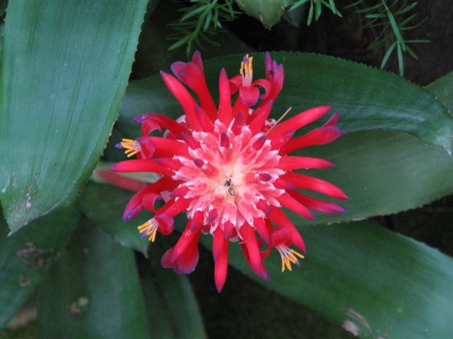 a large red flower that is next to some leaves