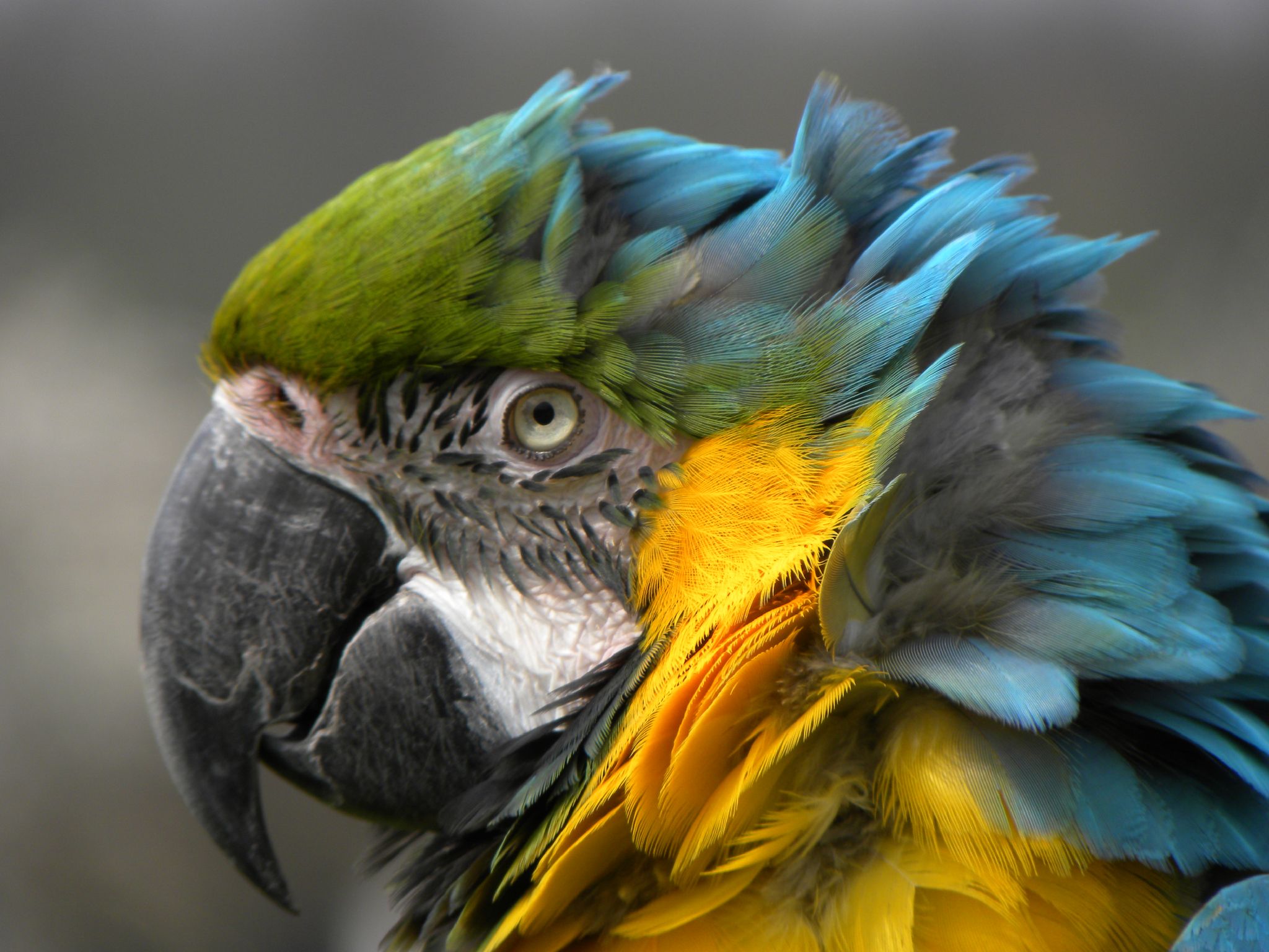 a parrot has very colorful feathers that are mostly green and blue