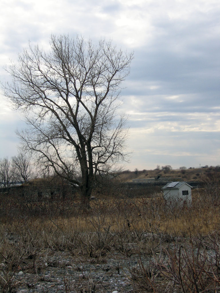 a lonely tree in a field next to a house