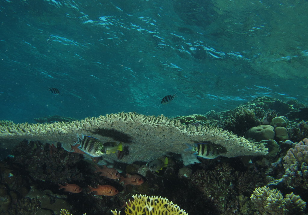 an underwater scene of fish on the reef