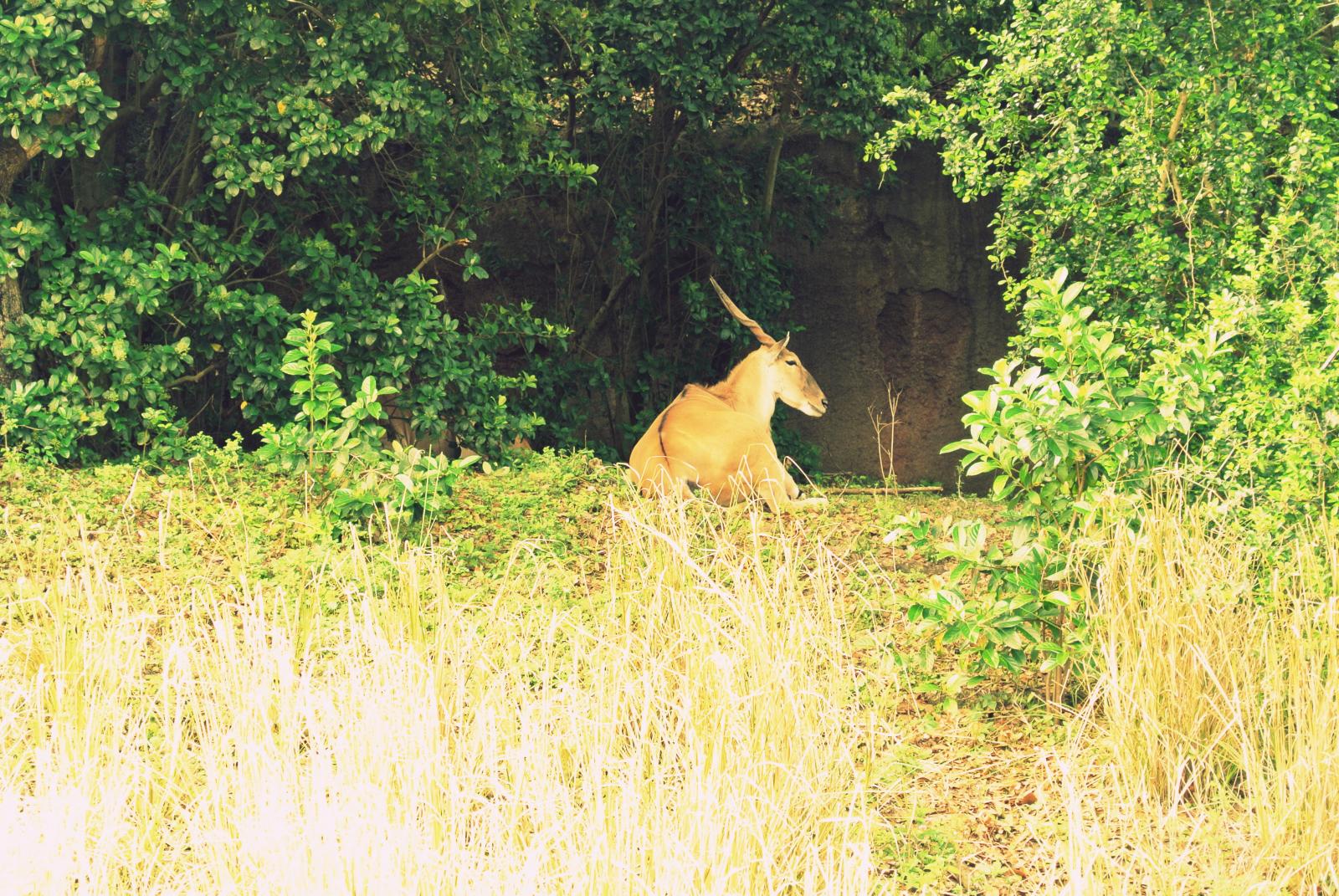 a gazelle sitting in the middle of the forest