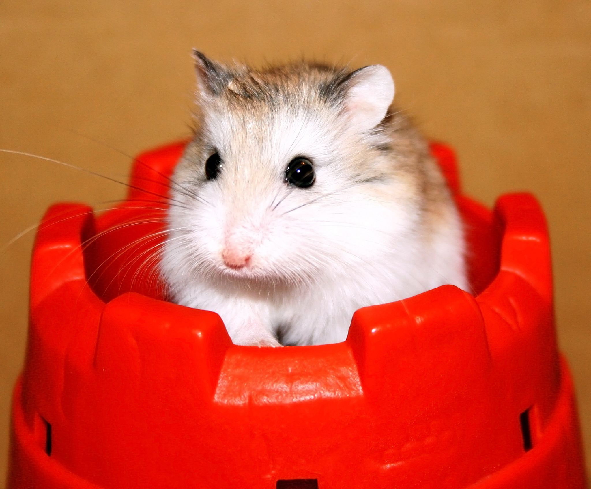a small hamster in a toy car