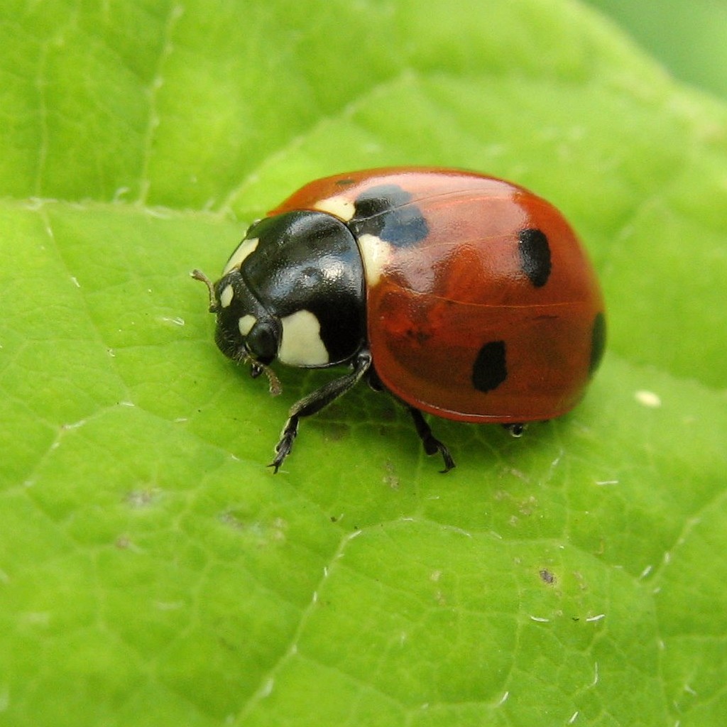 a lady bug with black dots is sitting on a green leaf