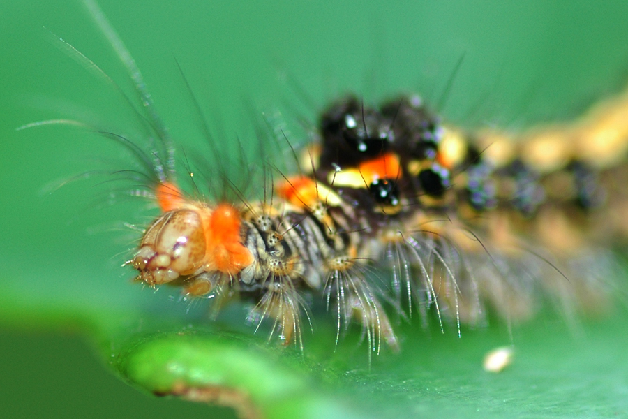 the fly insect is perched on a green leaf