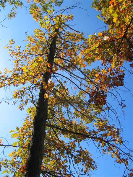 two large trees with yellow, red and green leaves