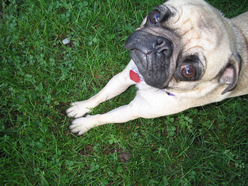 a close up of a pug laying on the grass