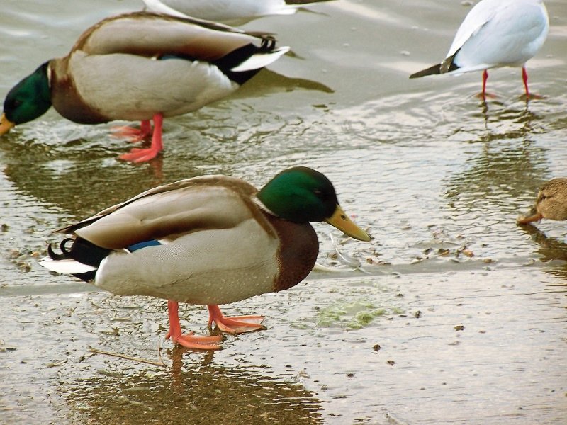 a close up of several ducks standing in the water