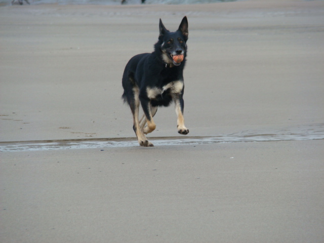 a black dog running on a sandy beach