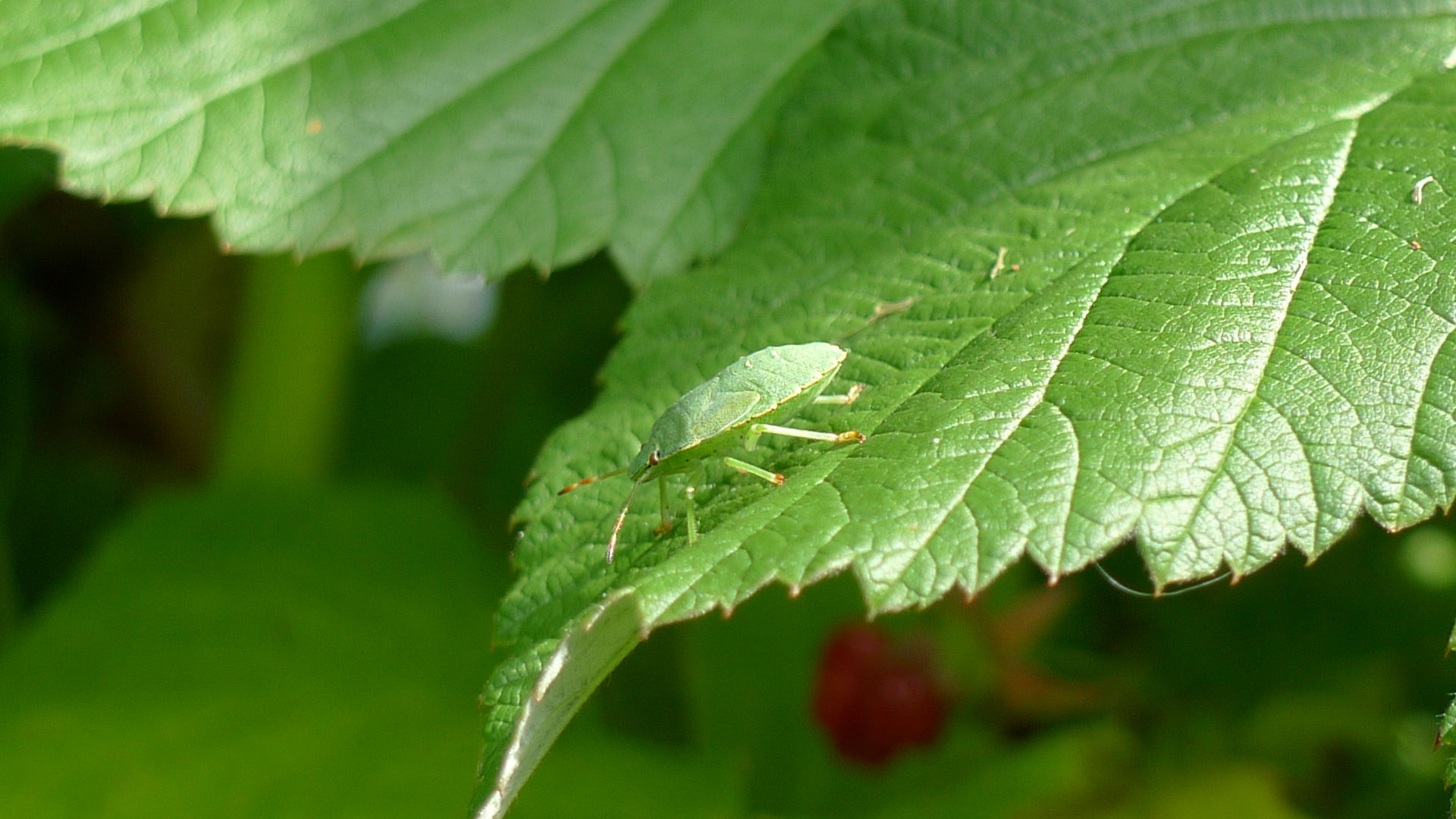 a green bug sitting on the underside of a leaf