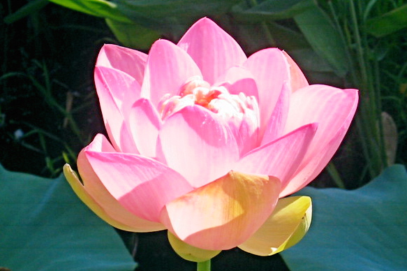 a large pink lotus with lots of leaves