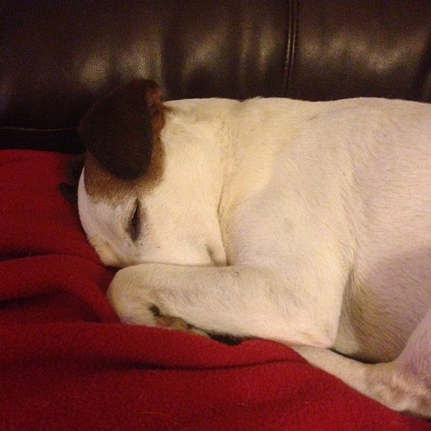 a dog resting his head on the back of a couch