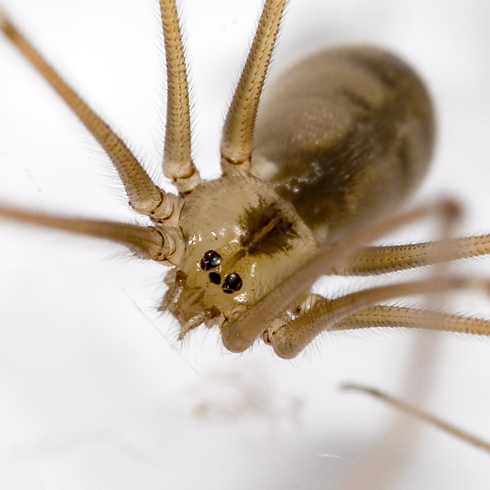 the front view of a brown spider with large antennae