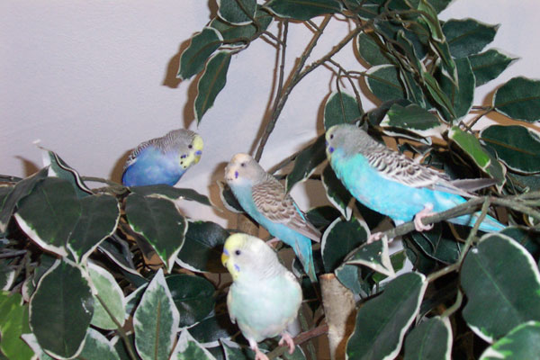 the small colorful birds sit on the leaves of a tree