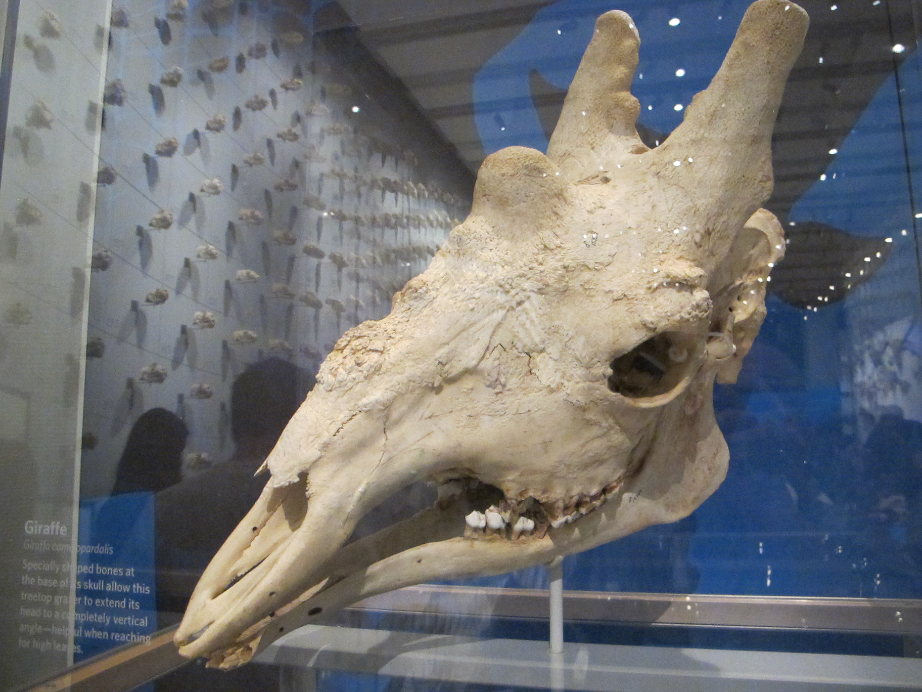 an animal skull in a case on a stand