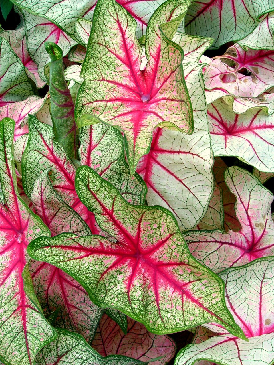 green and red leaf like plant in close up