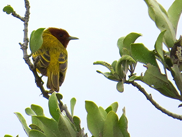 a yellow and brown bird sitting on top of a tree nch