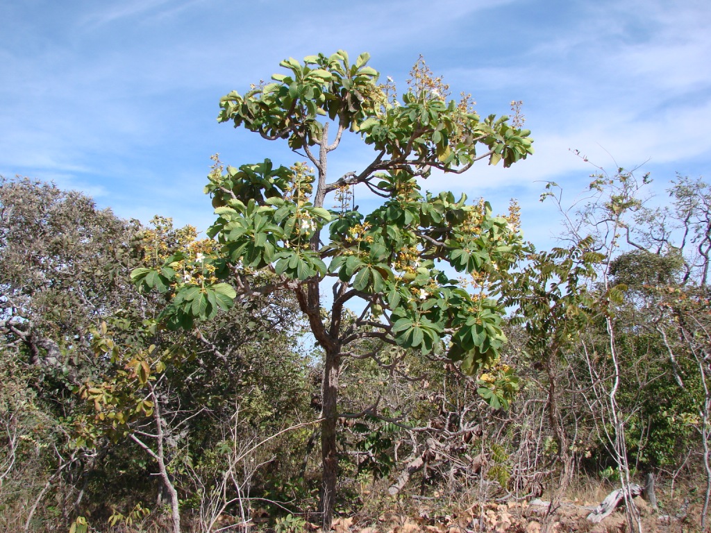 a large green tree in the middle of a forest