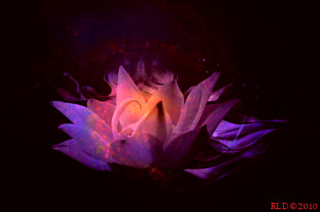 a white rose in some water in the dark