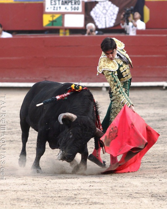 a bull is being lassoed by a mata in the middle of a fight