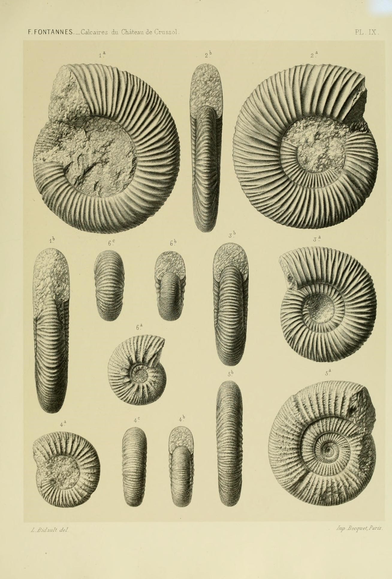 some drawings of some type of coral that is similar to other animals