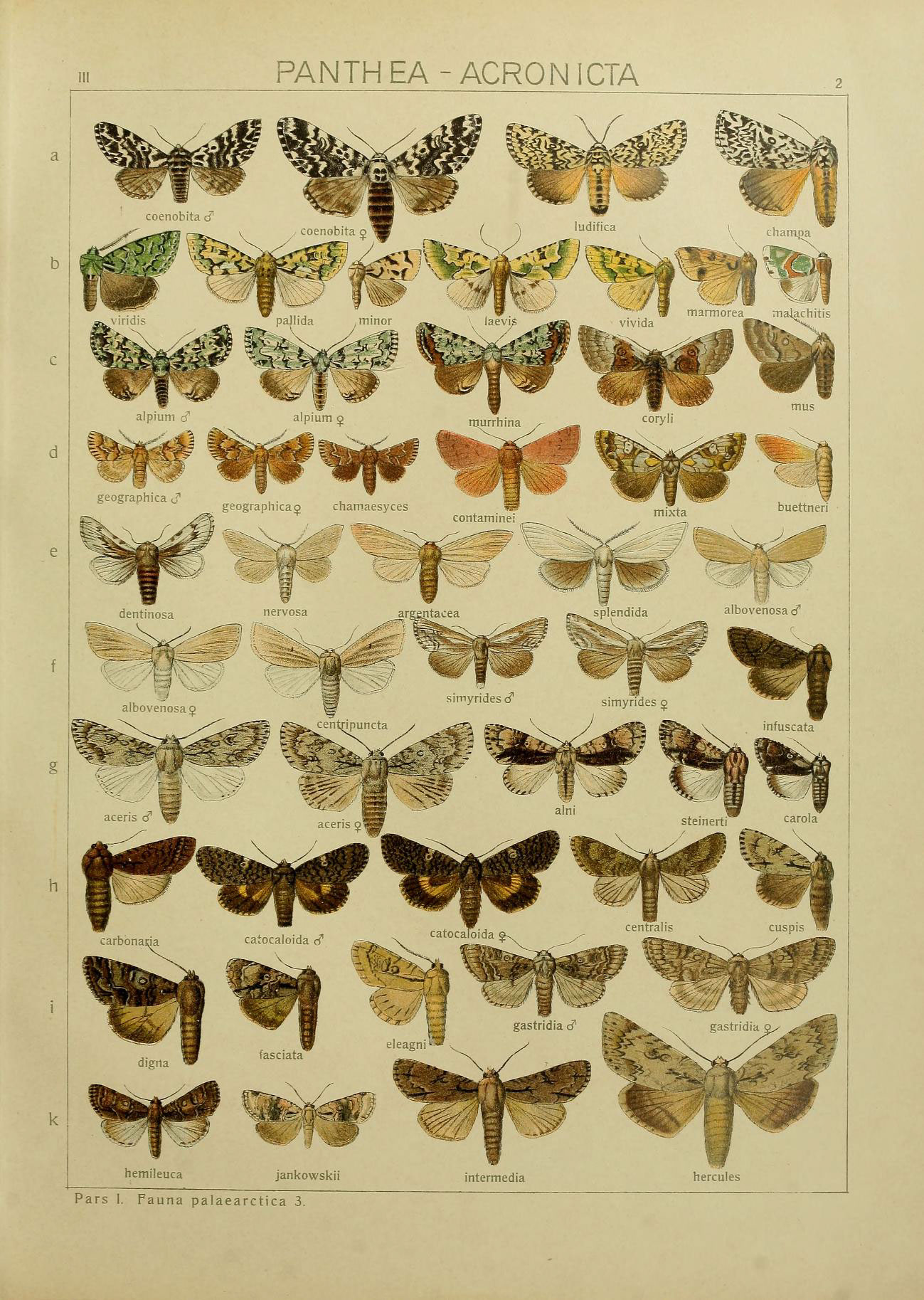 a page of moths on display with information about them