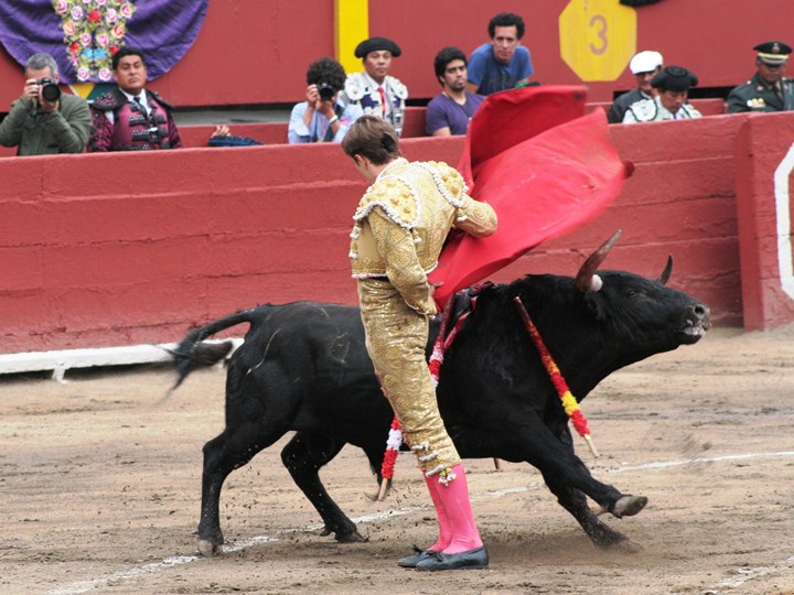 a bull and a mata in a competition