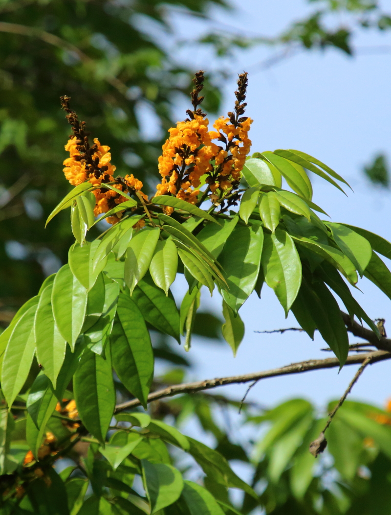 small flowers hang from the tops of leaves on a tree