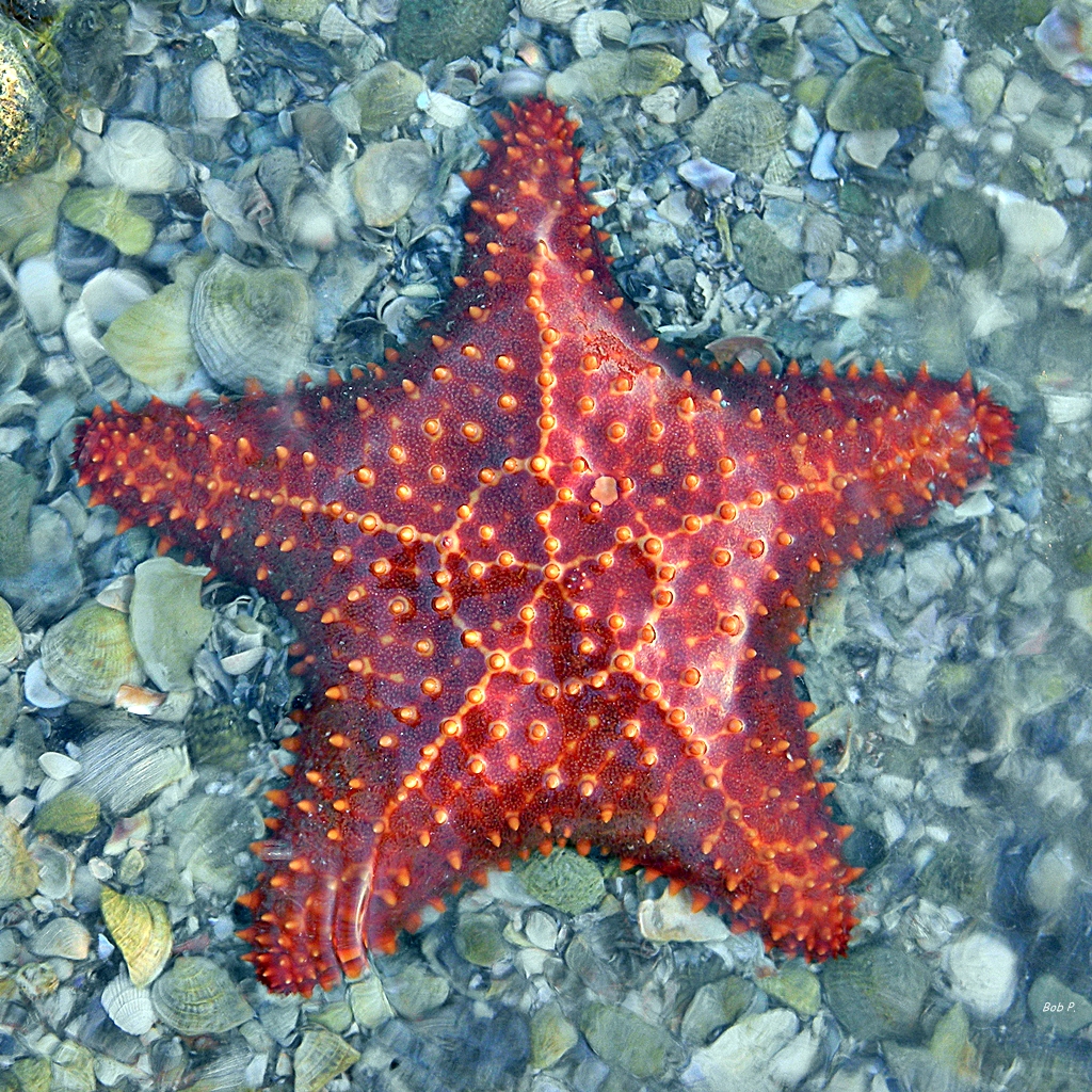 a starfish that is laying on some rocks