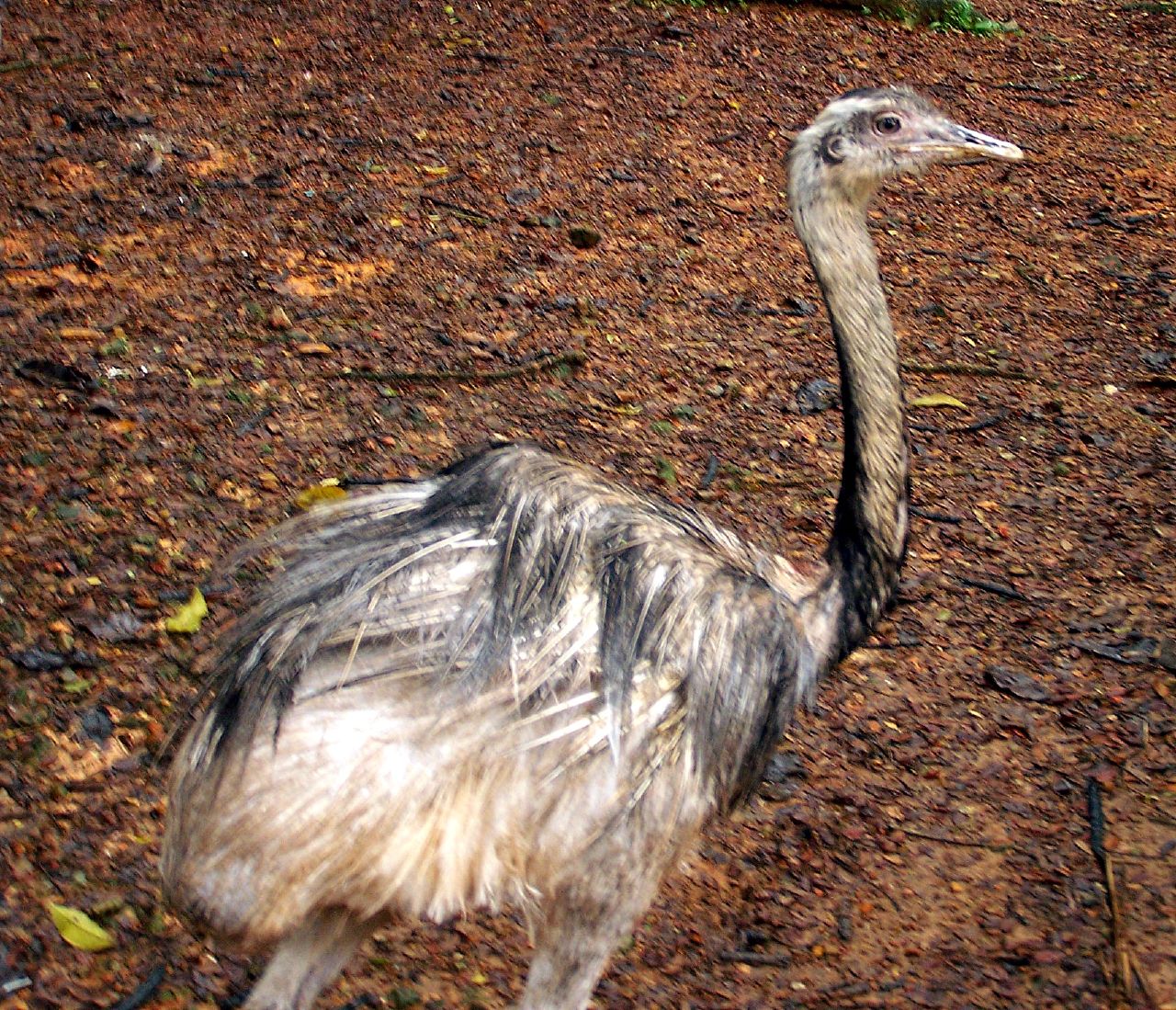 an ostrich is standing on the ground looking around