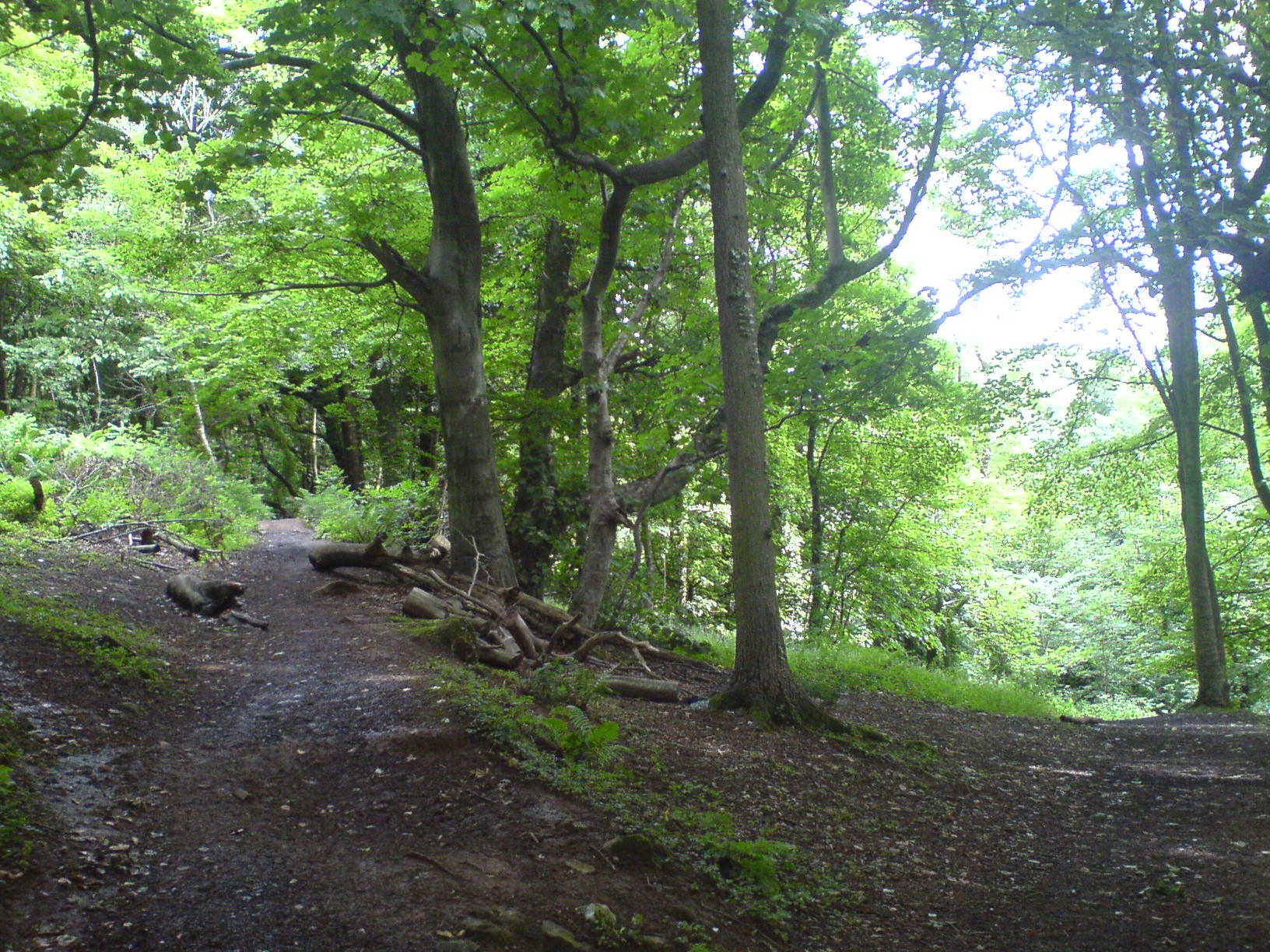 a forest is shown in the afternoon sun