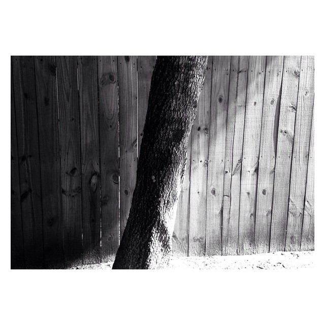 a tree near a wooden fence in the afternoon