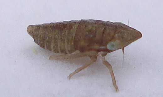 a very big brown bug in the snow
