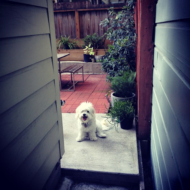 a white dog is sitting on the step