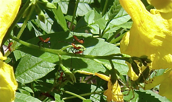 close up of yellow flowers in a plant