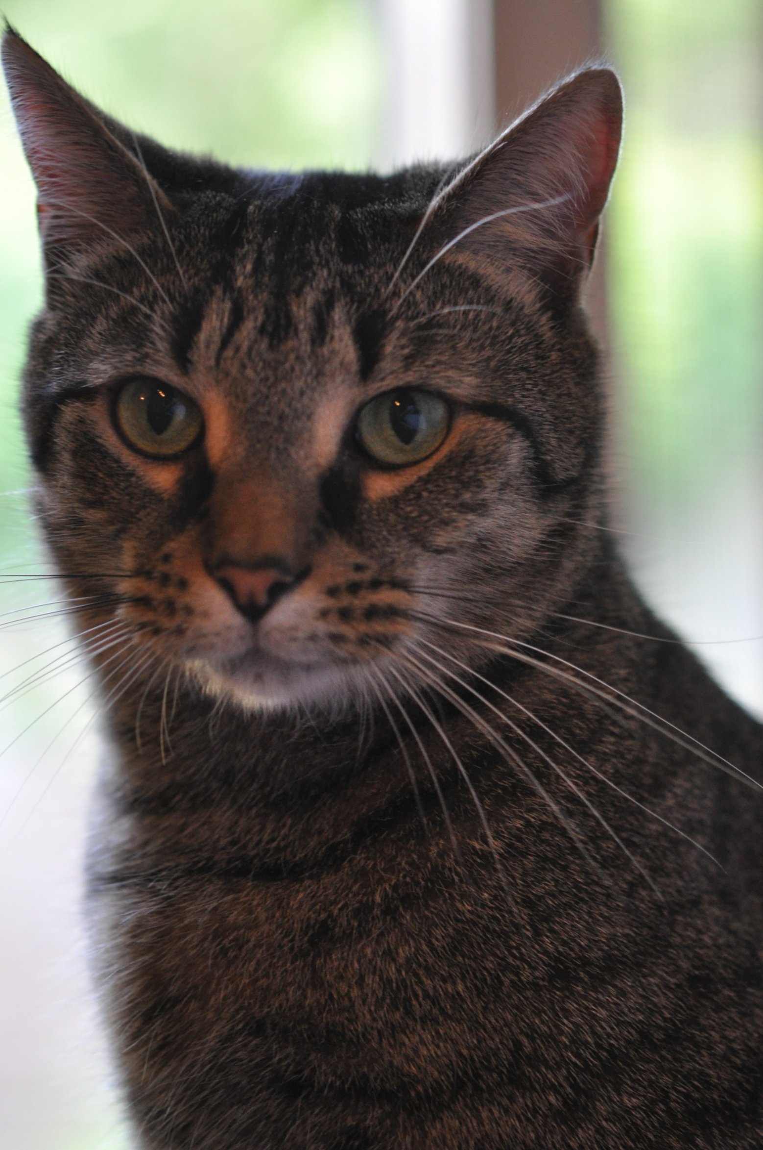 a close up po of a cat looking intently