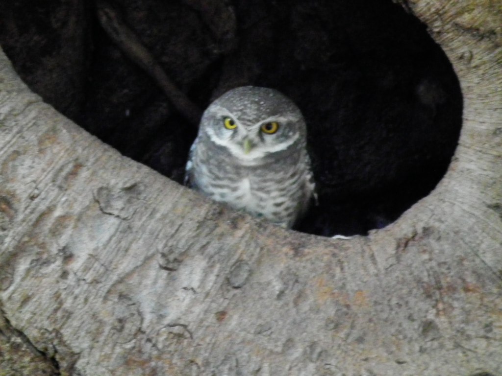 an owl in a hollow on a tree