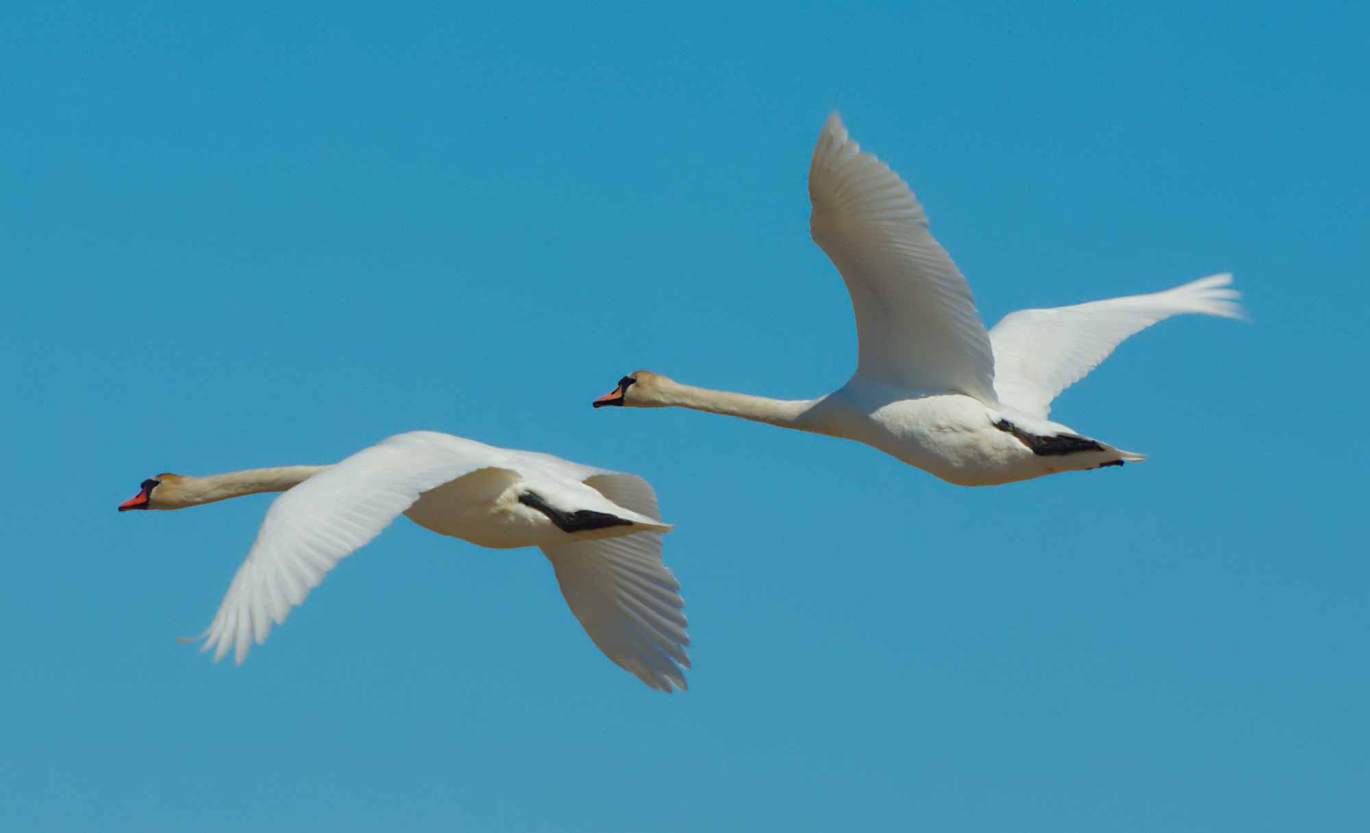 the two white swans are flying side by side